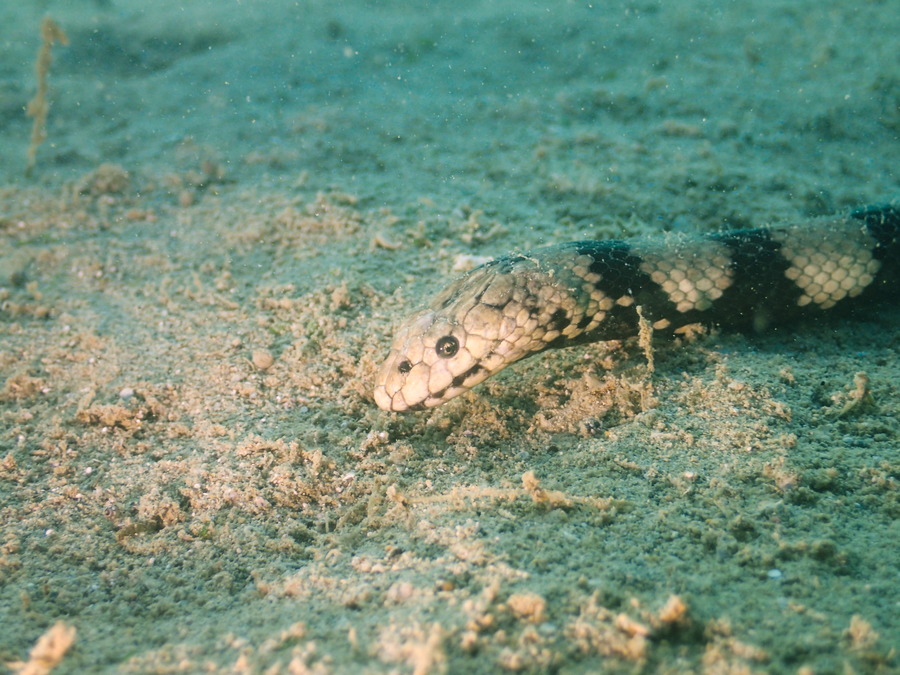 Hydrophis coggeri - Nouvelle-Calédonie, Nouméa, Baie des Citrons