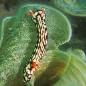 Mollusques » Gastéropode » Limaces de mer (opisthobranche) » Nudibranche » Doridien » Hypselodoris whitei