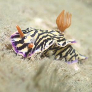 Mollusques » Gastéropode » Limaces de mer (opisthobranche) » Nudibranche » Doridien » Hypselodoris maritima