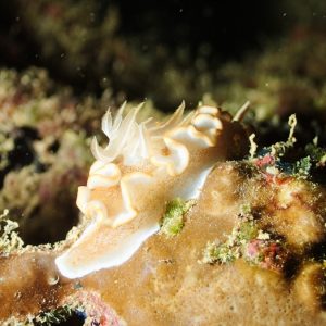 Mollusques » Gastéropode » Limaces de mer (opisthobranche) » Nudibranche » Doridien » Glossodoris rufomarginata