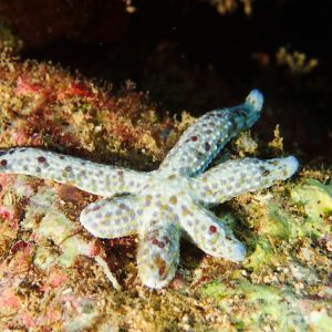 Échinodermes » Étoile de mer » Linckia Multifora