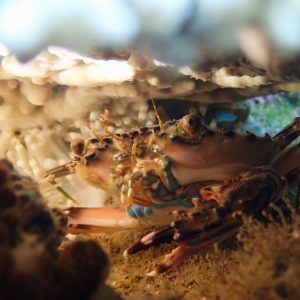 Crustacés » Crabe