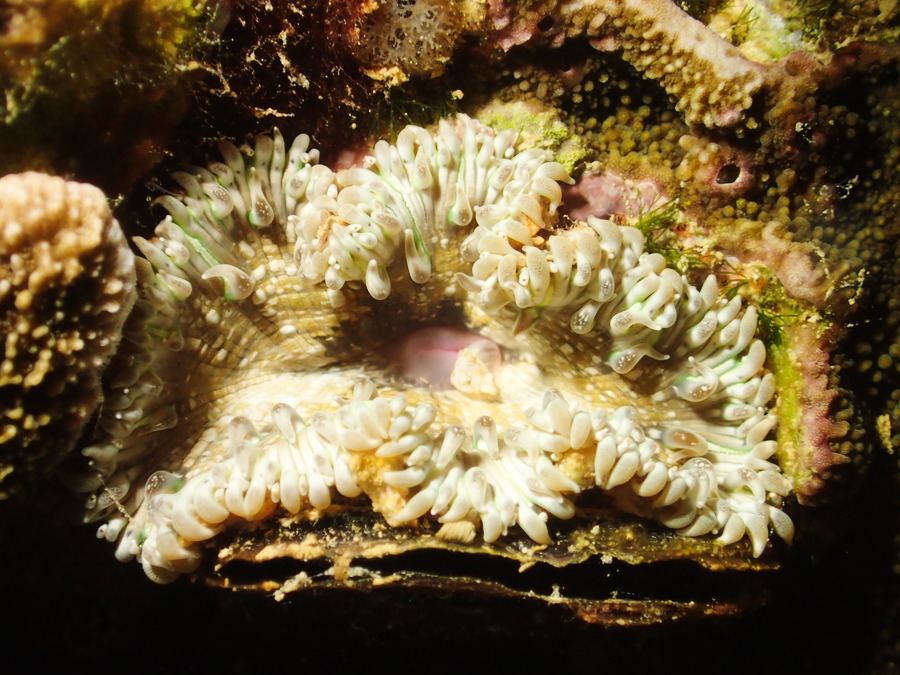 Anémone de mer (actiniaire)