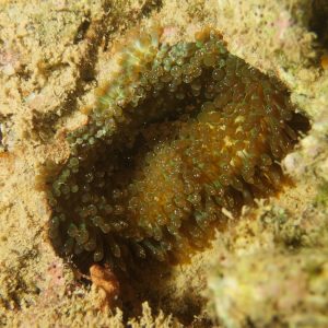 Cnidaires » Anémone de mer (actiniaire)