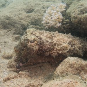 Mollusques » Céphalopode » Seiche (Sepia latimanus)
