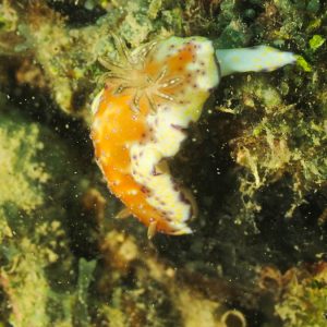 Mollusques » Gastéropode » Limaces de mer (opisthobranche) » Nudibranche » Doridien » Chromodoris collingwoodi