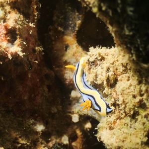 Mollusques » Gastéropode » Limaces de mer (opisthobranche) » Nudibranche » Doridien » Chromodoris elisabethina