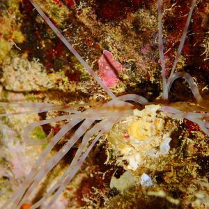 Organismes vermiformes » Annélide » Loimia medusa