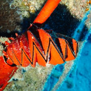 Mollusques » Bivalve » Lopha cristagalli