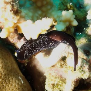 Mollusques » Gastéropode » Limaces de mer (opisthobranche) » Céphalaspide » Mariaglaja inornata