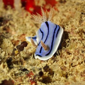 Mollusques » Gastéropode » Limaces de mer (opisthobranche) » Nudibranche » Doridien » Chromodoris willani
