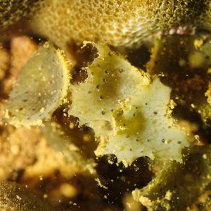 Végétaux » Algue brune » Turbinaria ornata