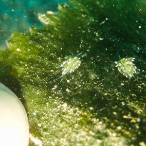 Mollusques » Gastéropode » Limaces de mer (opisthobranche) » Sacoglosse » Costasiella sp2