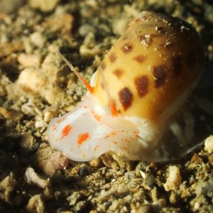 Mollusques » Gastéropode