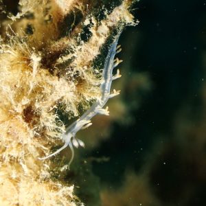 Mollusques » Gastéropode » Limaces de mer (opisthobranche) » Nudibranche » Éolidien » Flabellina bicolor