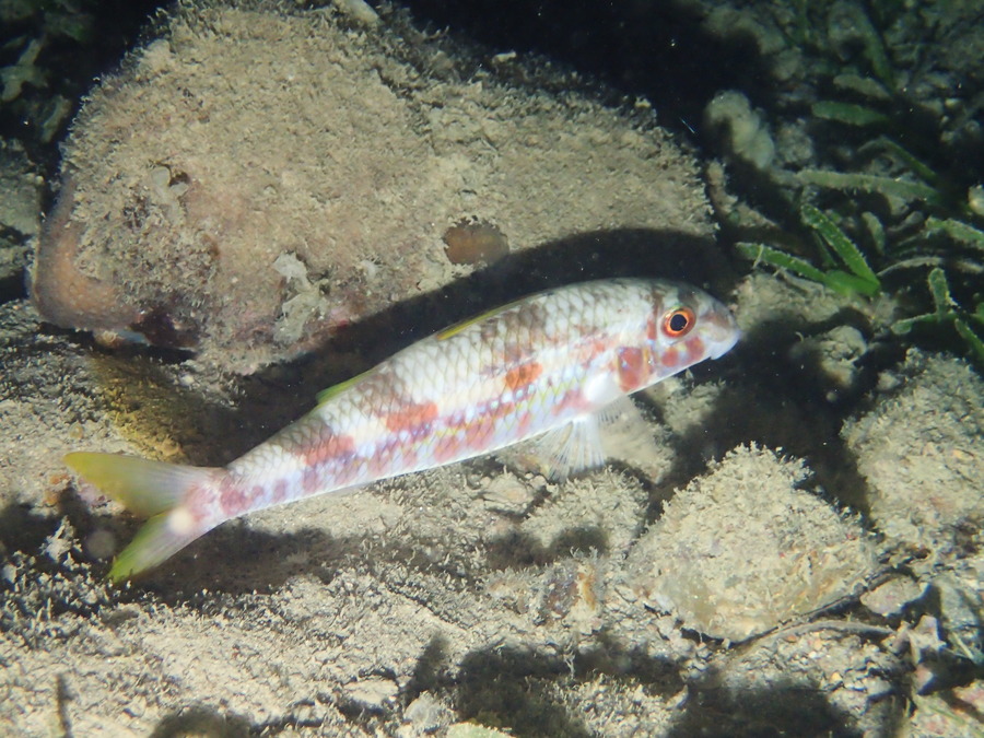 Poissons osseux