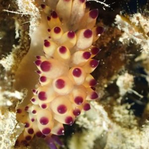 Mollusques » Gastéropode » Limaces de mer (opisthobranche) » Nudibranche » Janolus sp.