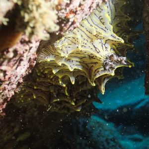 Mollusques » Gastéropode » Limaces de mer (opisthobranche) » Nudibranche » Doridien » Halgerda willeyi