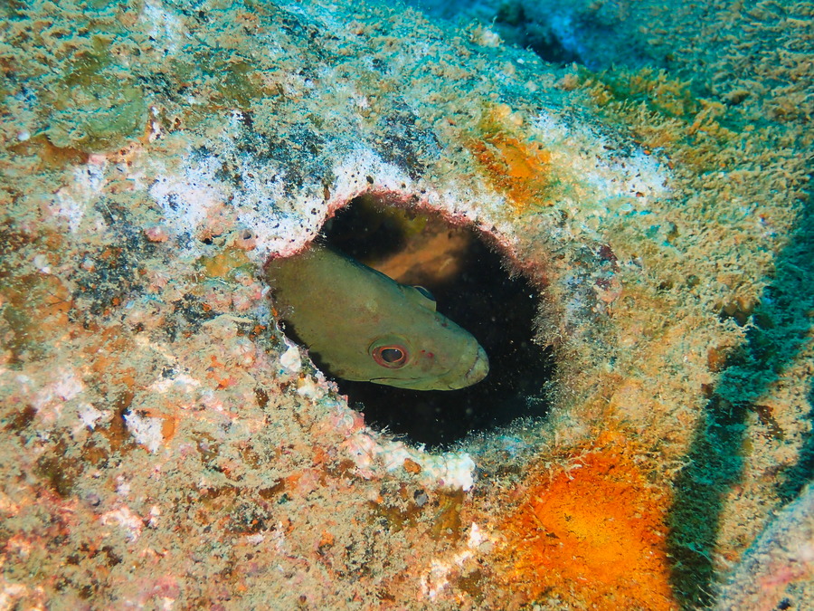 Poissons osseux