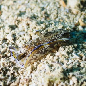 Mollusques » Gastéropode » Limaces de mer (opisthobranche) » Céphalaspide » Philinopsis cyanea