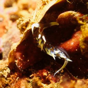 Mollusques » Gastéropode » Limaces de mer (opisthobranche) » Nudibranche » Éolidien » Phidiana indica