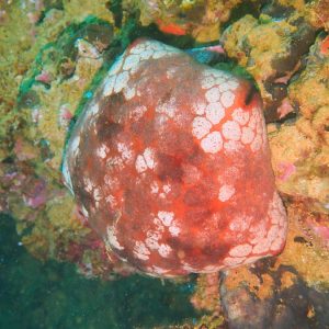 Échinodermes » Étoile de mer » Culcita novaeguineae