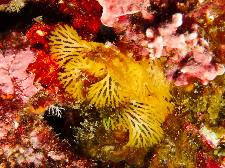 Reteporellina sp.