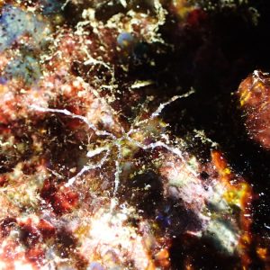 Crustacés » Pycnogonide