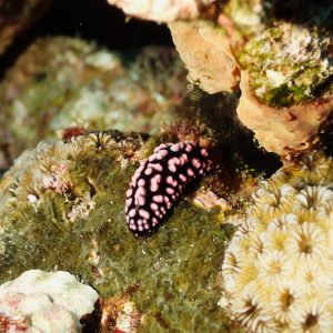 Mollusques » Gastéropode » Limaces de mer (opisthobranche) » Nudibranche » Doridien » Phyllidiella pustulosa