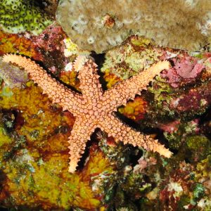 Échinodermes » Étoile de mer