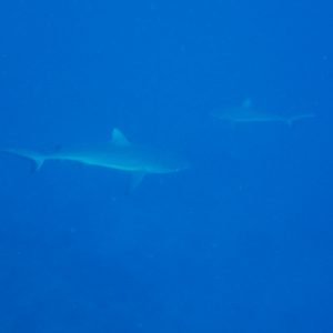 Poissons cartilagineux » Requin
