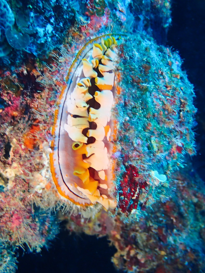 Mollusques
