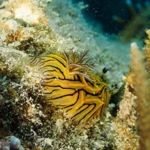 Mollusques » Gastéropode » Limaces de mer (opisthobranche) » Nudibranche » Doridien » Halgerda johnsonorum