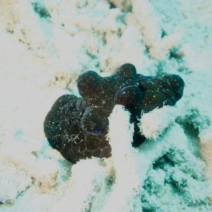 Mollusques » Gastéropode » Escargot marin (prosobranche) » Coriocella nigra
