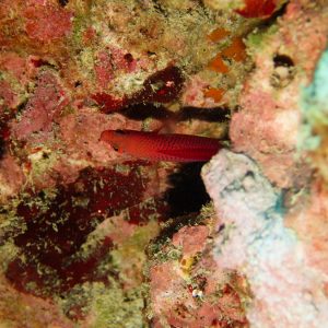 Poissons osseux » Pseudochromis » Cypho purpuraescens