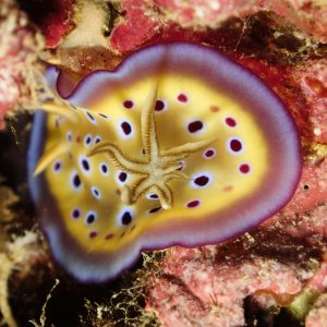 Mollusques » Gastéropode » Limaces de mer (opisthobranche) » Nudibranche » Doridien » Goniobranchus kuniei
