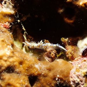 Mollusques » Gastéropode » Limaces de mer (opisthobranche) » Nudibranche » Éolidien » Phidiana indica