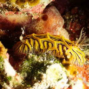 Mollusques » Gastéropode » Limaces de mer (opisthobranche) » Nudibranche » Doridien » Halgerda johnsonorum