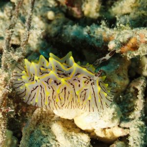 Mollusques » Gastéropode » Limaces de mer (opisthobranche) » Nudibranche » Doridien » Halgerda willeyi