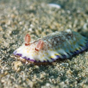 Mollusques » Gastéropode » Limaces de mer (opisthobranche) » Nudibranche » Doridien » Chromodoris aureopurpurea