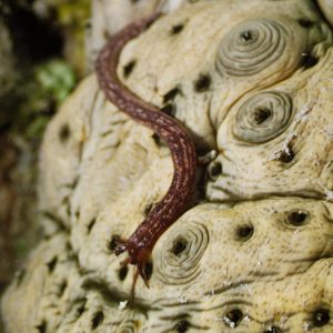 Échinodermes » Holothurie » Synaptula media