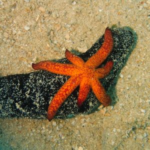 Échinodermes » Étoile de mer » Echinaster luzonicus