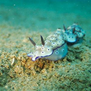 Mollusques » Gastéropode » Limaces de mer (opisthobranche) » Nudibranche » Doridien » Hypselodoris tryoni