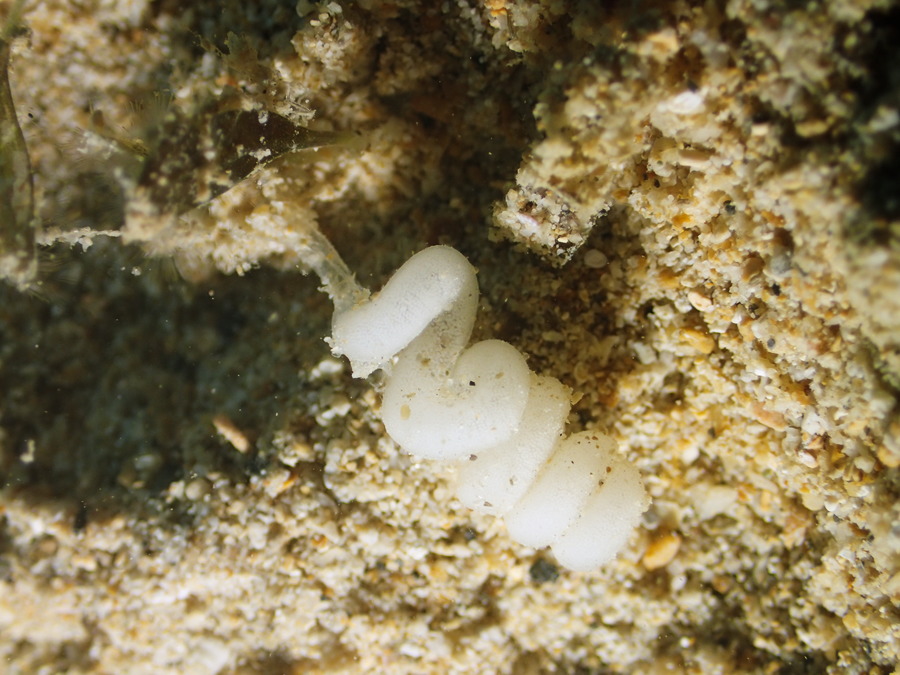 Nudibranche