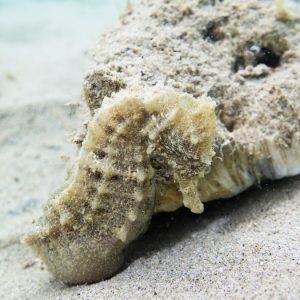 Hippocampus curvicuspis - Nouvelle-Calédonie, Nouméa, Baie des Citrons