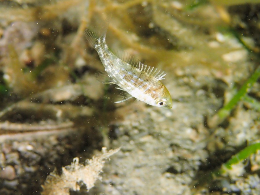 Poissons osseux