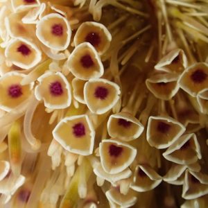 Échinodermes » Oursin » Toxopneustes pileolus