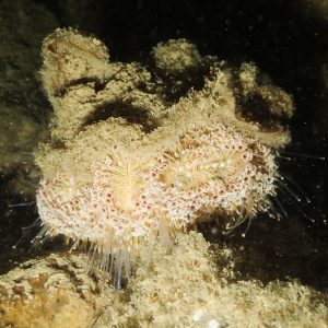 Échinodermes » Oursin » Toxopneustes pileolus
