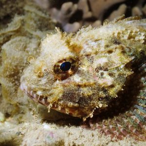 Nouvelle-Calédonie, Nouméa, Rocher à la voile