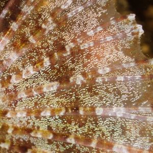 Scorpaenodes kelloggi - Nouvelle-Calédonie, Nouméa, Rocher à la voile
